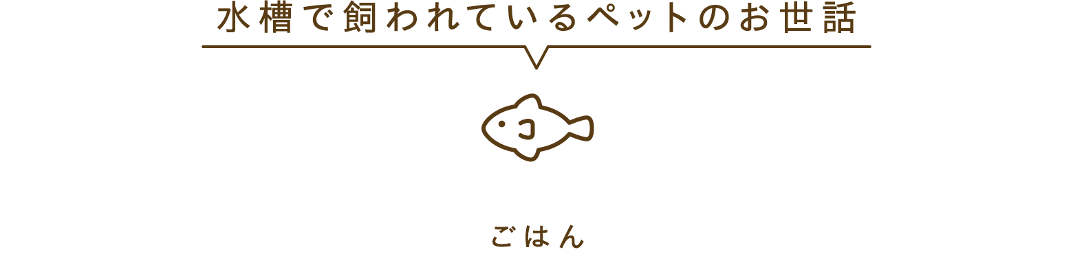 水槽で飼われているペットのお世話