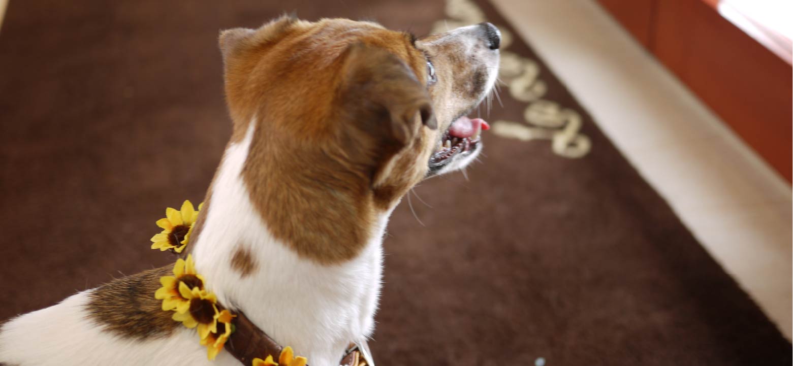 特別な日のお手伝い